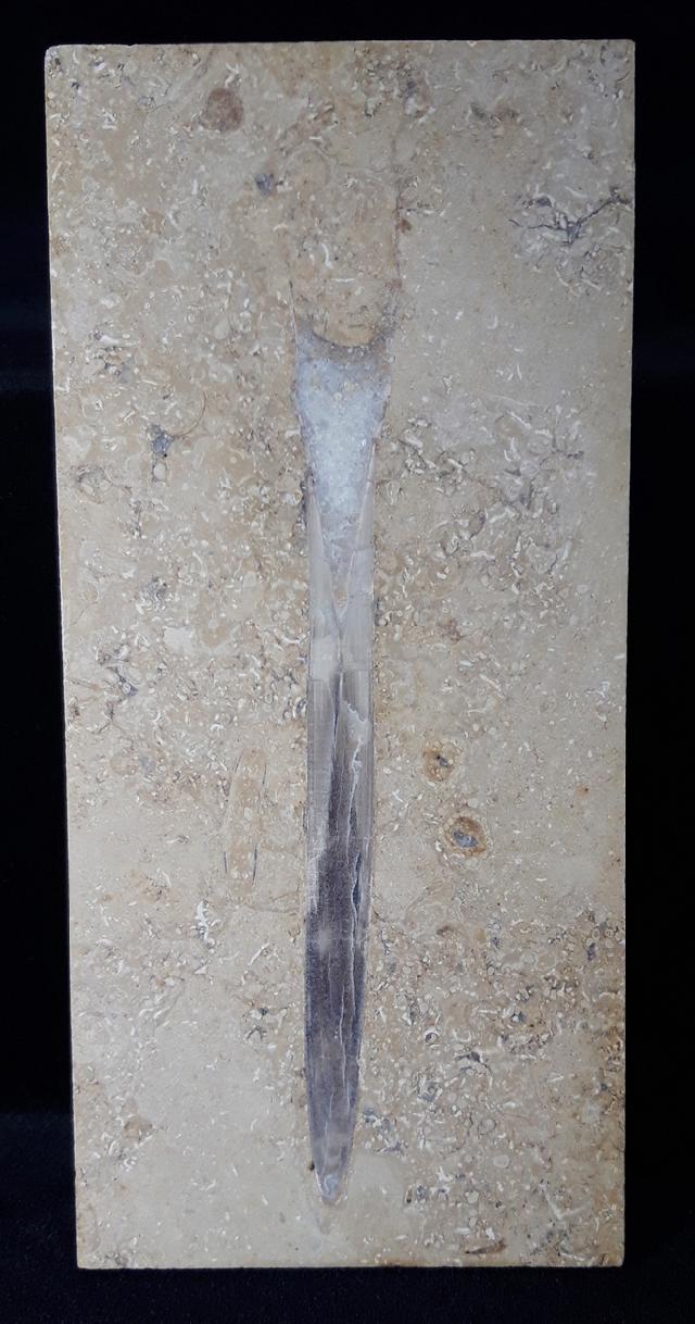 Hibolithes sp. (MONTFORT 1808) - Bild &copy; FossNet FossilienStore
